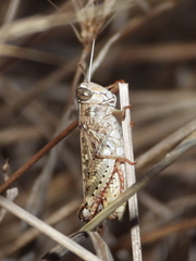 Calliptamus barbarus