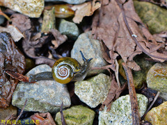 Petalochlamys