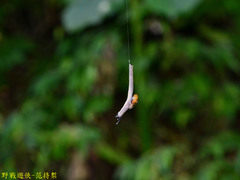 Petalochlamys
