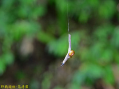 Petalochlamys
