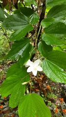 Bauhinia acuminata