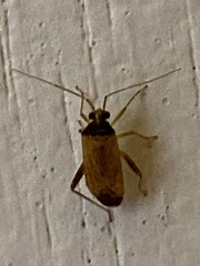 Phytocoris ramosus