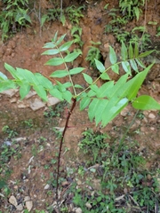 Zanthoxylum ailanthoides