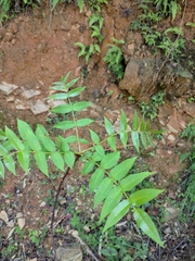 Zanthoxylum ailanthoides