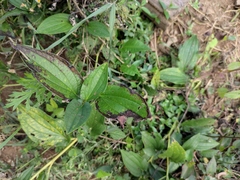 Saururus chinensis