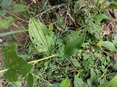Saururus chinensis