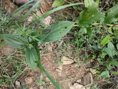 Saururus chinensis