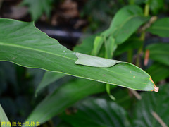 Notocrypta curvifascia
