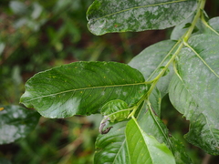 Salix gracilistyla