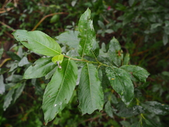 Salix gracilistyla