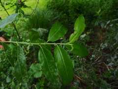 Salix gracilistyla