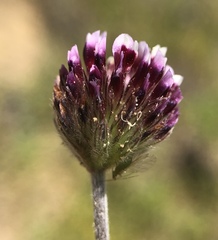 Trifolium dichotomum