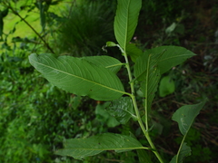 Salix gracilistyla