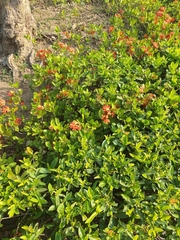 Ixora coccinea
