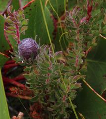 Leucadendron radiatum