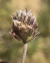 Trifolium dichotomum