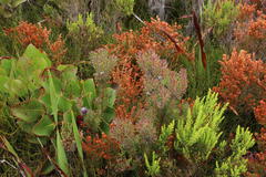 Leucadendron radiatum