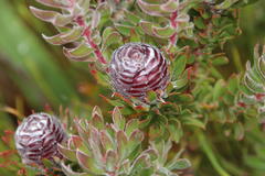 Leucadendron radiatum