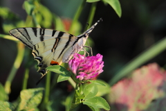 Iphiclides podalirius