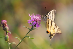 Iphiclides podalirius