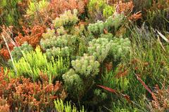 Leucadendron radiatum