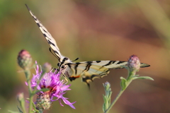 Iphiclides podalirius