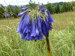 Agapanthus inapertus