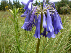 Agapanthus inapertus