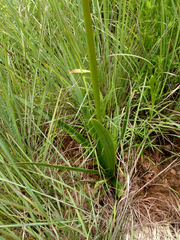Agapanthus inapertus