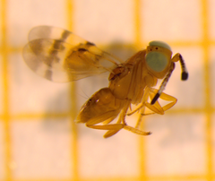 Encyrtinae