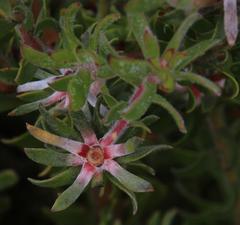 Leucadendron radiatum