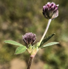 Trifolium dichotomum