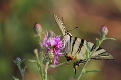 Iphiclides podalirius
