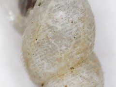 Onoba aculeus