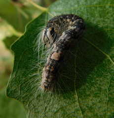 Acronicta megacephala