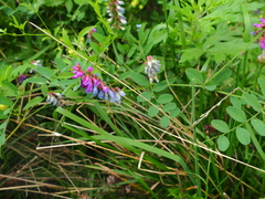 Vicia amurensis