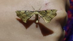 Artiora evonymaria