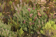 Leucadendron radiatum