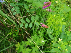 Vicia amurensis