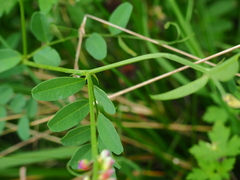 Vicia amurensis