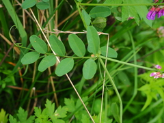 Vicia amurensis
