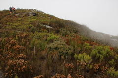Leucadendron radiatum