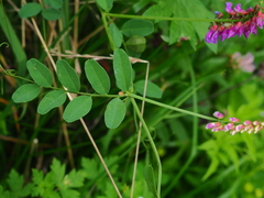 Vicia amurensis