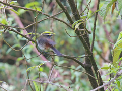 Silvicultrix jelskii