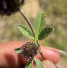 Trifolium dichotomum