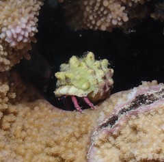 Calcinus haigae