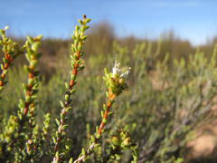 Macrostylis crassifolia