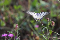 Iphiclides podalirius