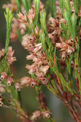 Erica dianthifolia