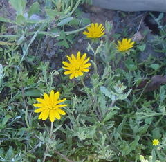 Cuspidia cernua cernua